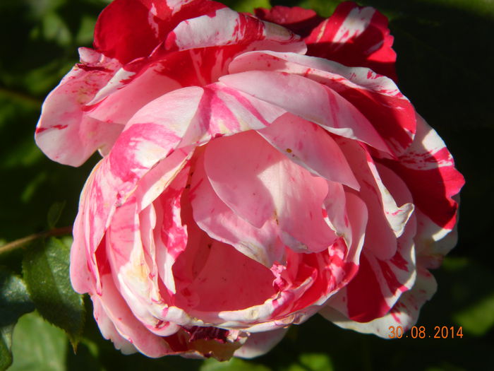 DSCN9324 - 0 Primii trandafiri