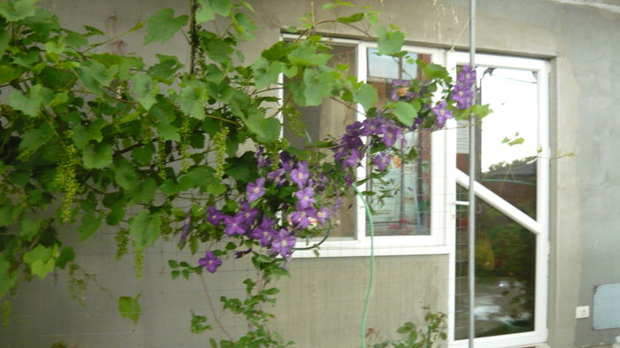 031 - clematite infloriri