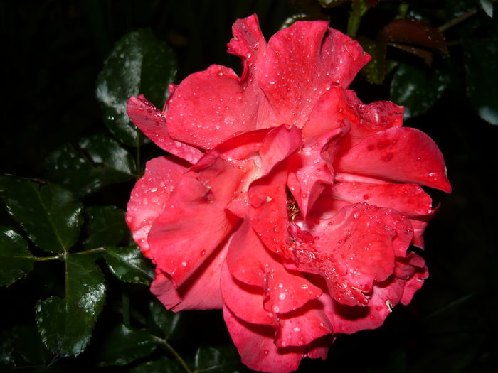 072 - Meilland Sorbet Fruite