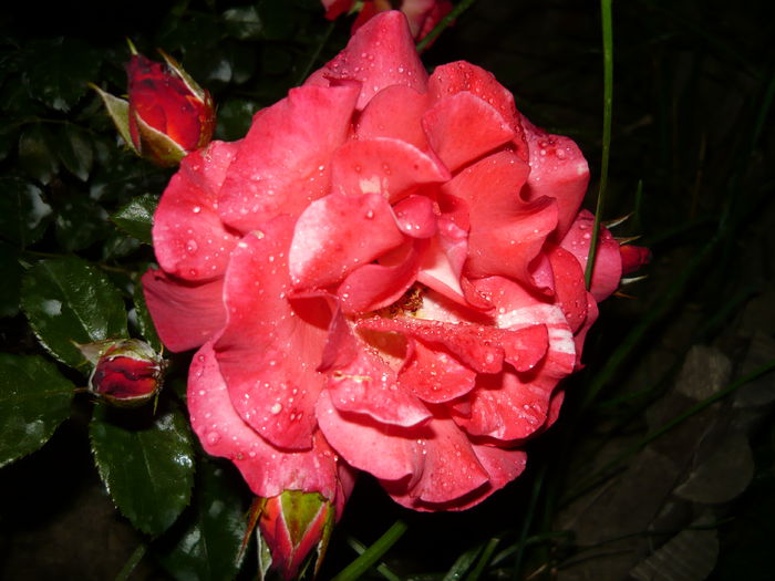 073 - Meilland Sorbet Fruite