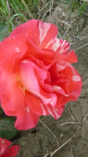 085 - Meilland Sorbet Fruite