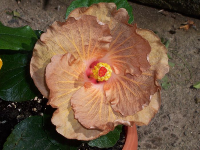 mahogany star 85 - 0000-colectia mea de hibiscusi