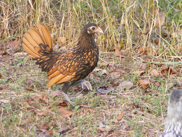 sebright auriu(arhiva)