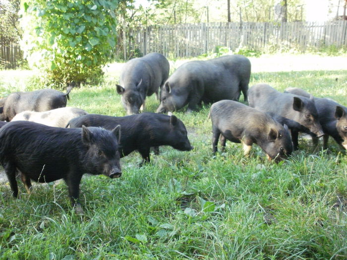 P2030252 - Porci vietnamezi