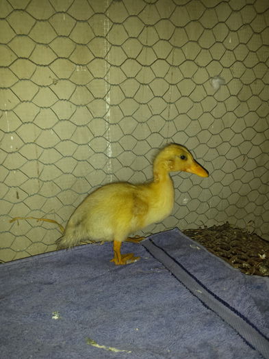 cayuga albino; August 2014
