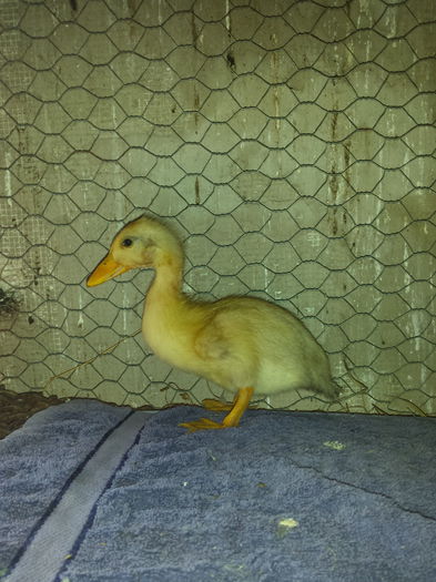 cayuga albino