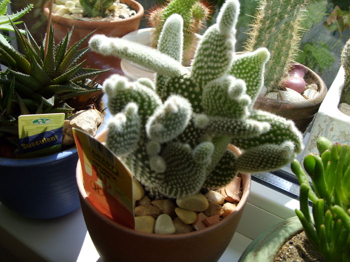 Opuntia microdasys albata