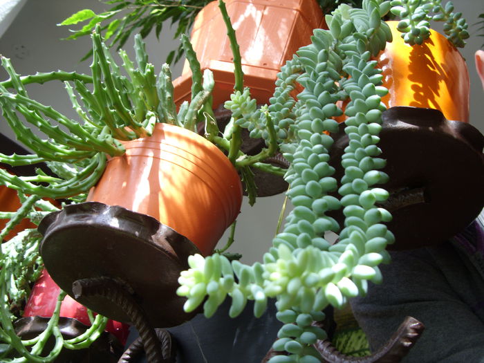 sedum morganianum - cactusi si suculente
