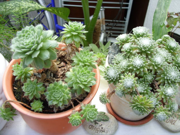 Sempervivum