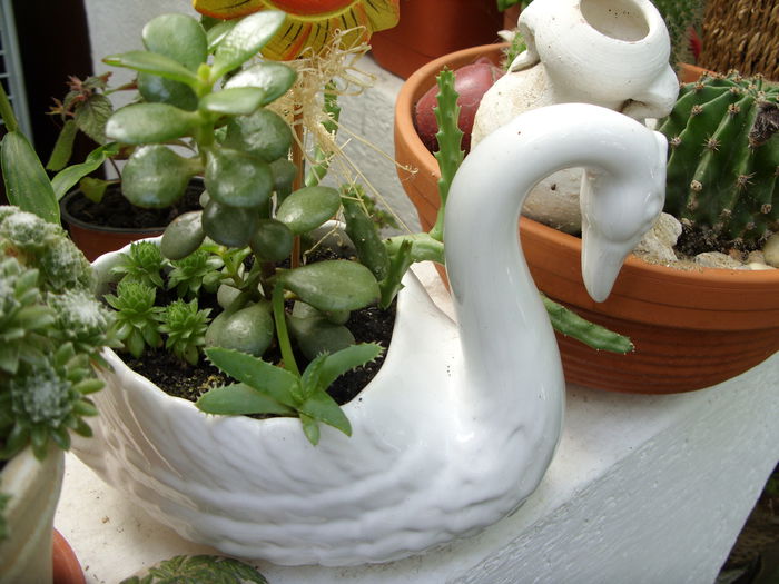 SDC18047 - cactusi si suculente