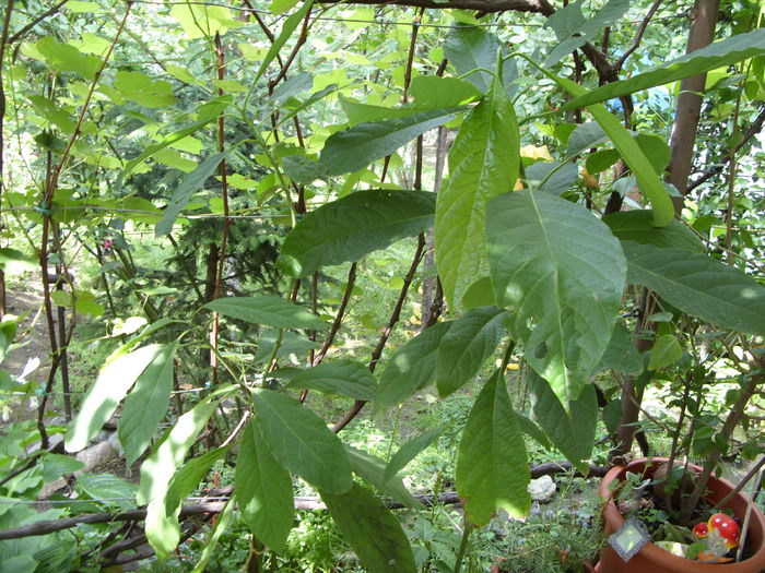 avocado 2 ani - curtea