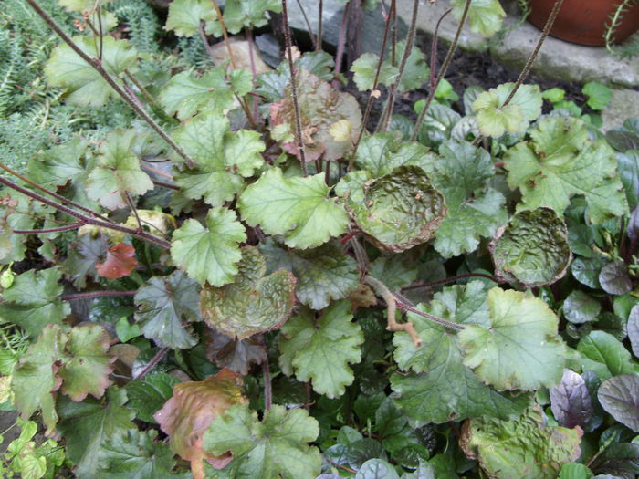 Heuchera - curtea