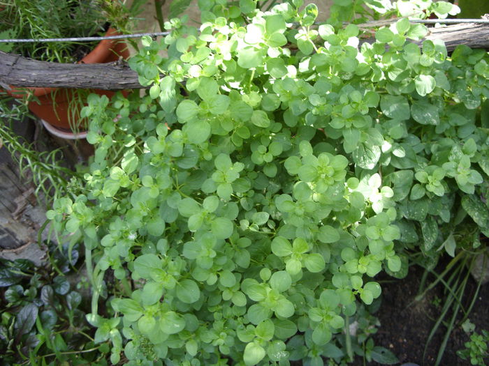 oregano vara