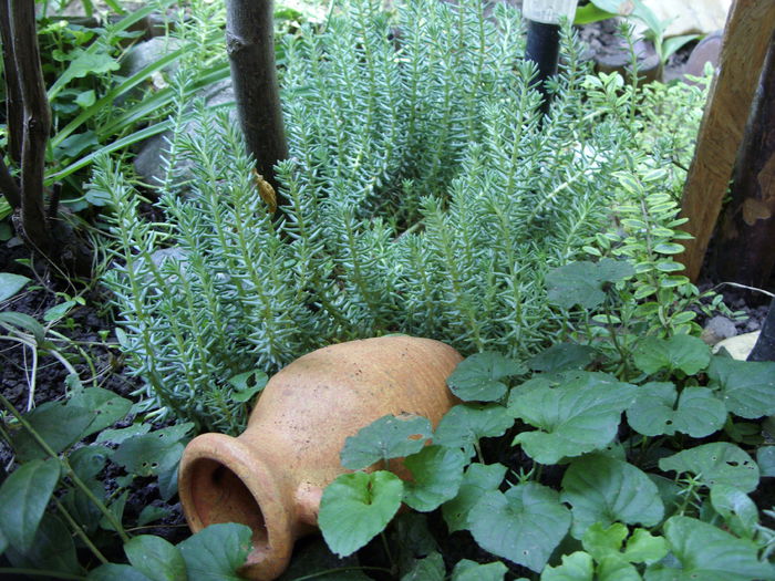 Sedum reflexum