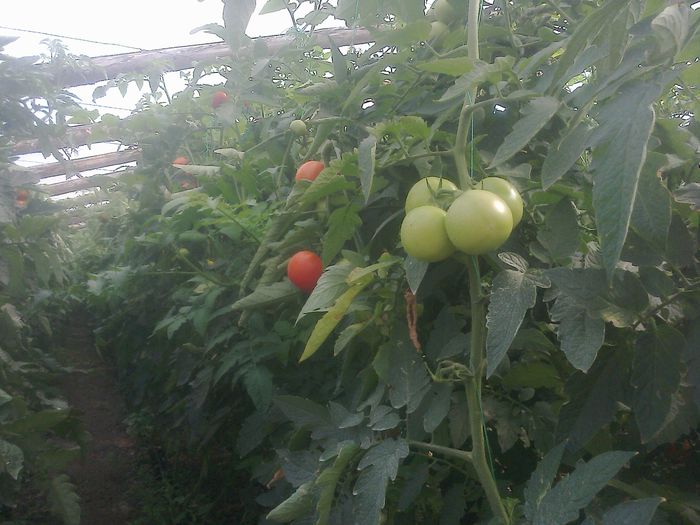 photo0331