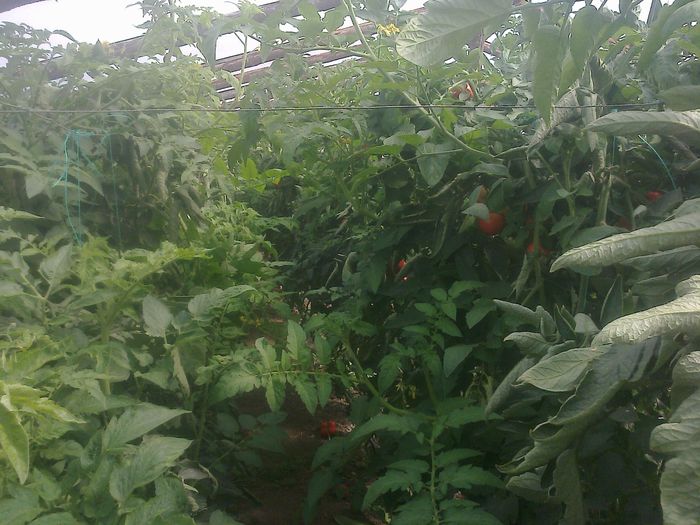 photo0332