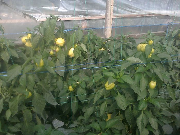 photo0334
