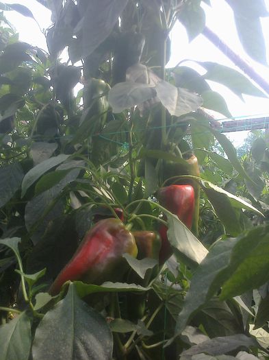 photo0336
