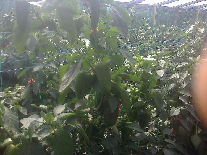 photo0337