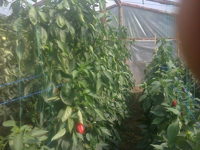 photo0338