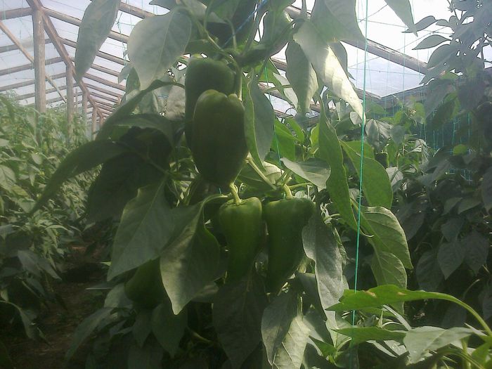 photo0339