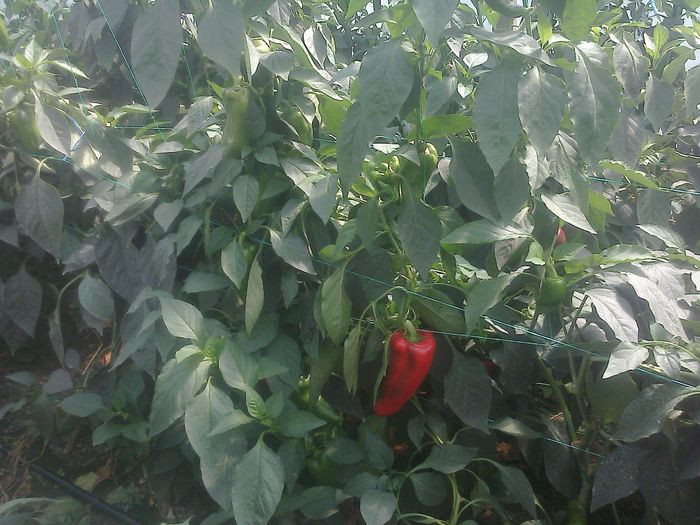 photo0340