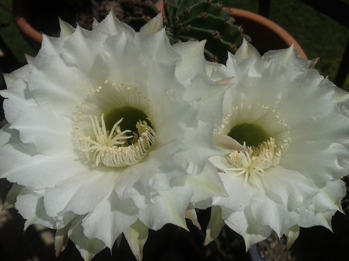 echinopsis eyriesii - 20140831 - Cactusi si suculente