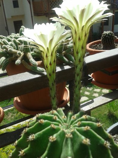 echinopsis eyriesii - 20140831_1 - Cactusi si suculente