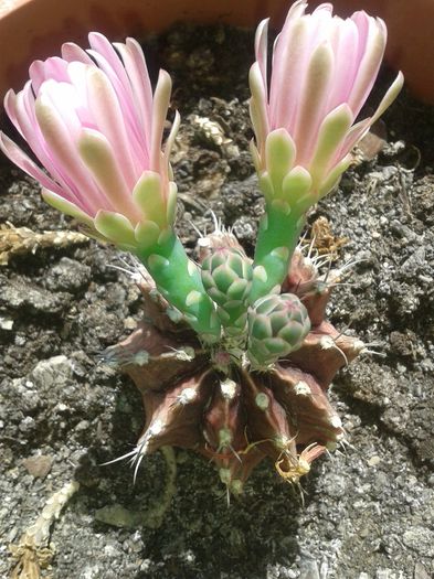 gymnocalycium -20140831 - Cactusi si suculente