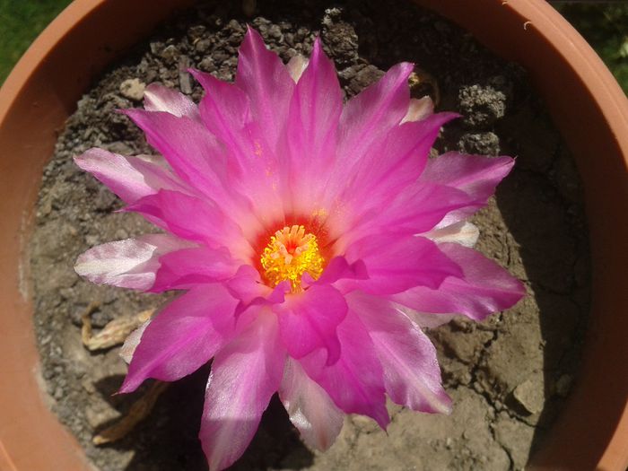 thelocactus bicolor - 20140831 - Cactusi si suculente