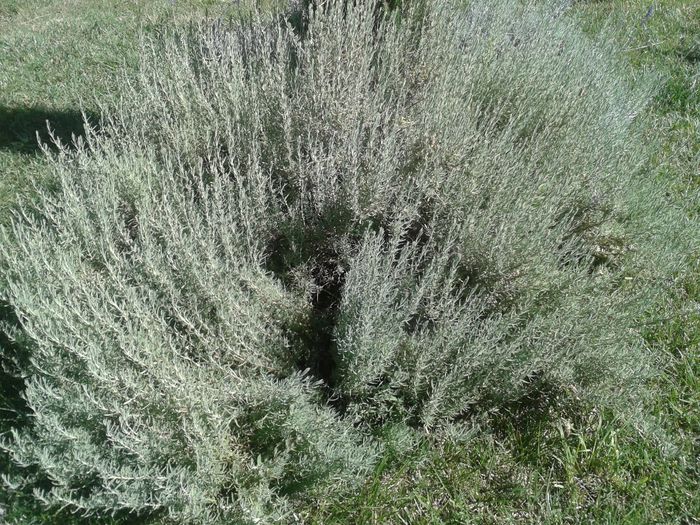 20140830_151007; Lavandula stoechas - rezista peste iarna acoperita, intr-un mic "solar".
