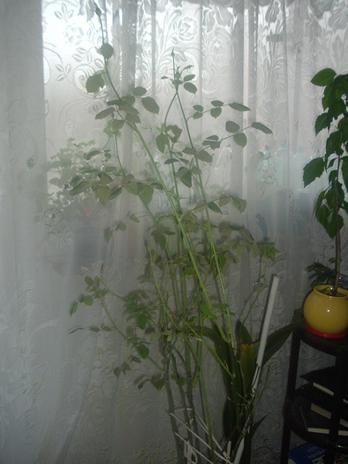 DSCF1628; sterling theahibrid
