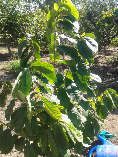 Asimina triloba samanta_20140830; Banana nordului(asimina triloba)din samanta, cumparata in august 2011, a rezistat afara fara probleme. Are inaltimea de aproximativ 1,70m si nu a inflorit inca.
