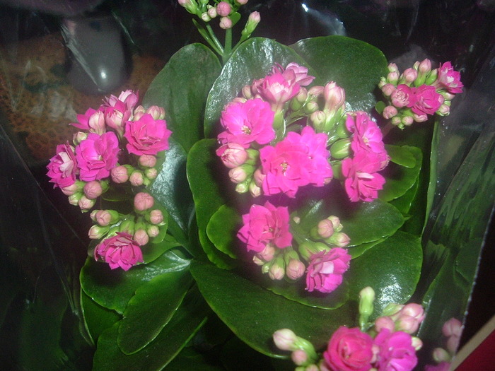 DSCF1662; kalanchoe ciclam aprins
