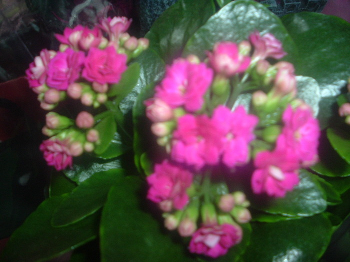 DSCF1665; kalanchoe ciclam aprins
