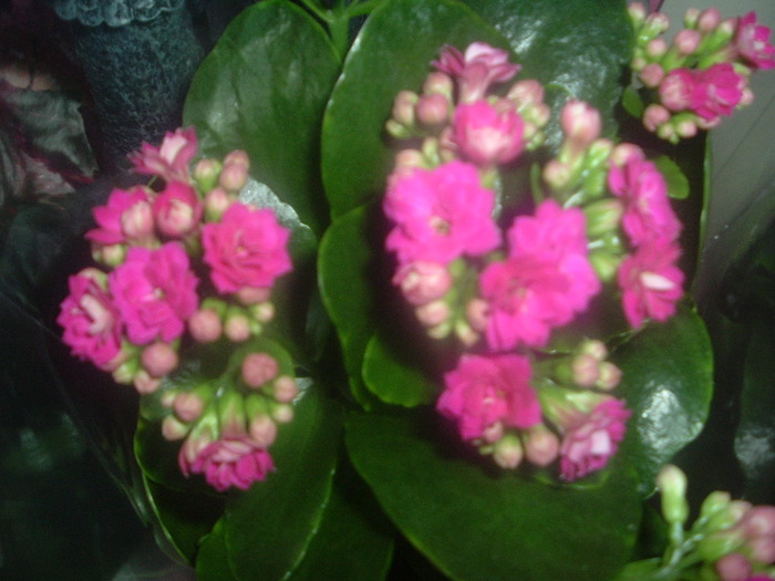 DSCF1663; kalanchoe ciclam aprins
