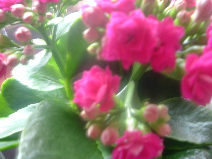 DSCF1671; kalanchoe ciclam aprins
