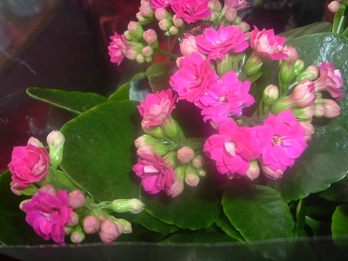 DSCF1669; kalanchoe ciclam aprins
