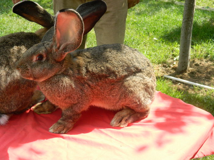 DSCN1085 - Tineret din anul 2014