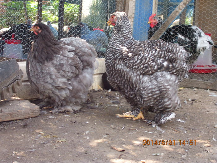 IMG_3153 - TINERET 2014   1