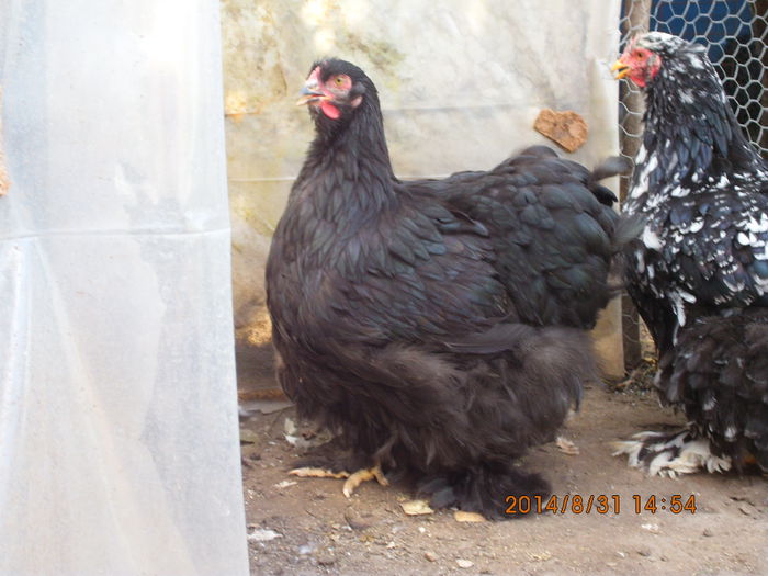 IMG_3162 - TINERET 2014   1