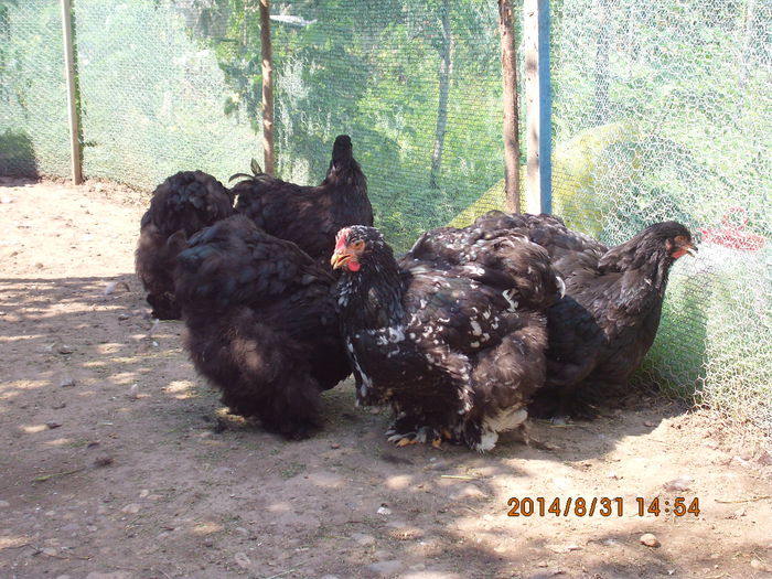 IMG_3164 - TINERET 2014   1