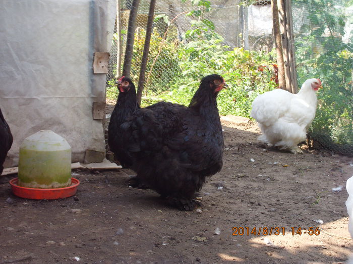 IMG_3184 - TINERET 2014   1