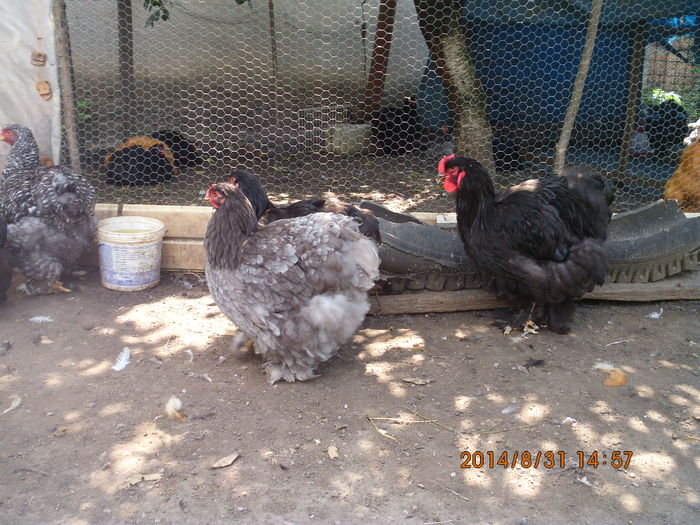 IMG_3189 - TINERET 2014   1