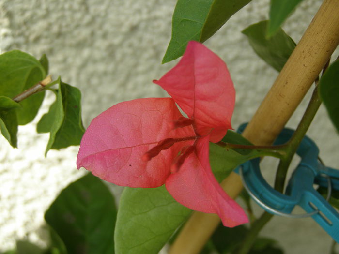 P8310085 - Bougainvillea