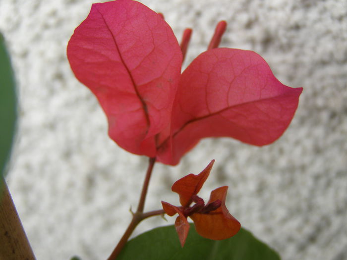 P8310097 - Bougainvillea