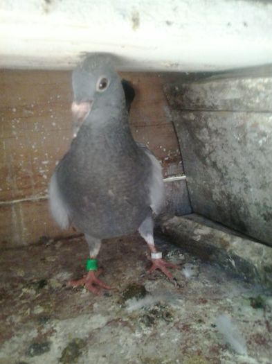 2014-08-31 15.47.16 - poze cu david si porumbei