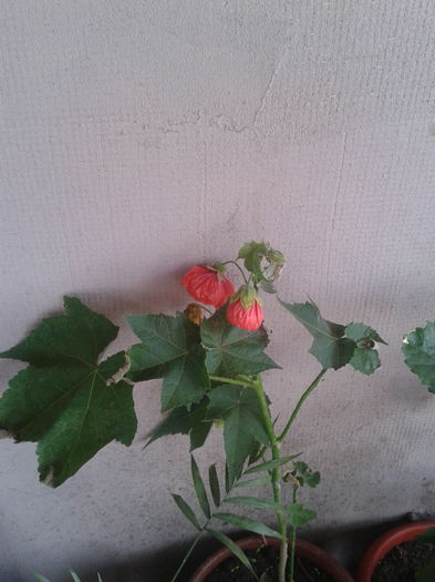 rosu - abutilon