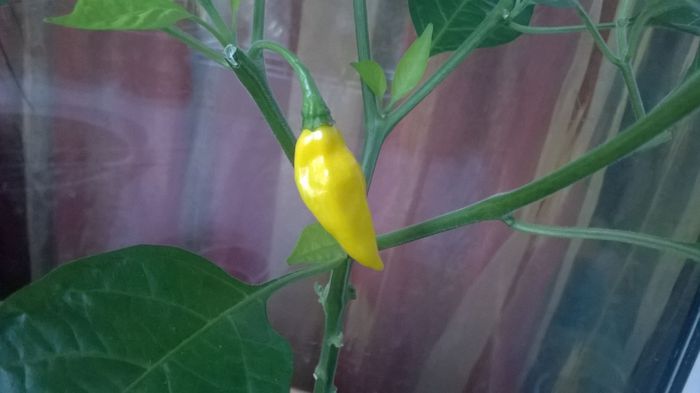 Pointed Yellow Habanero