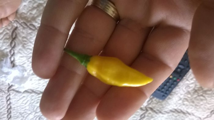 Pointed Yellow Habanero